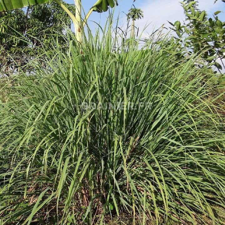 Madagascar lemongrass image